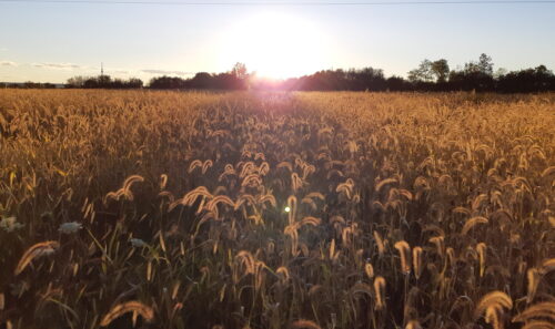 Milton field sunrise