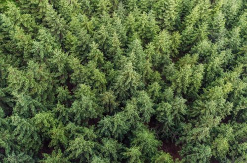 aerial-view-conifers-fir-trees-574190