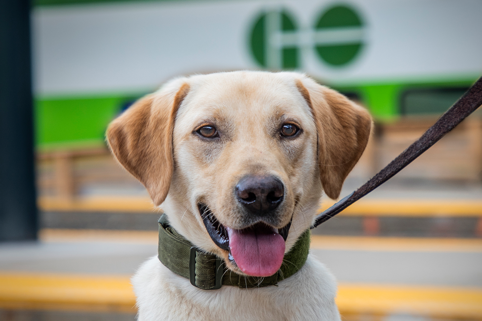 Metrolinx’s K9 Unit Puts Powerful – and Cute – New Face on Public Safety